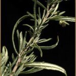 ¿Qué significa soñar con ajenjos?