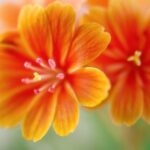 ¿Qué significa soñar con amargo?