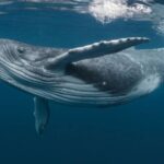¿Qué significa soñar con ballenas?