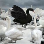 ¿Qué significa soñar con cisnes?