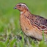 ¿Qué significa soñar con codornices?