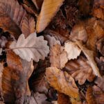 ¿Qué significa soñar con el otoño?