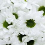¿Qué significa soñar con flores?