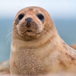 ¿Qué significa soñar con focas?