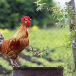 ¿Qué significa soñar con gallos?