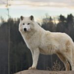 ¿Qué significa soñar con lobos?