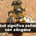 ¿Qué significa soñar con zánganos?
